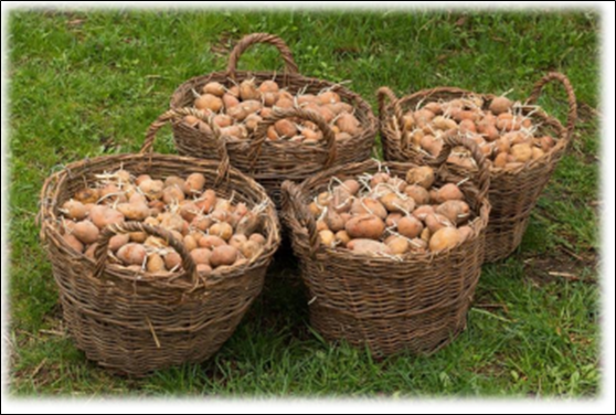 Potato R&D Center: Quality potato seeds for local farmers image