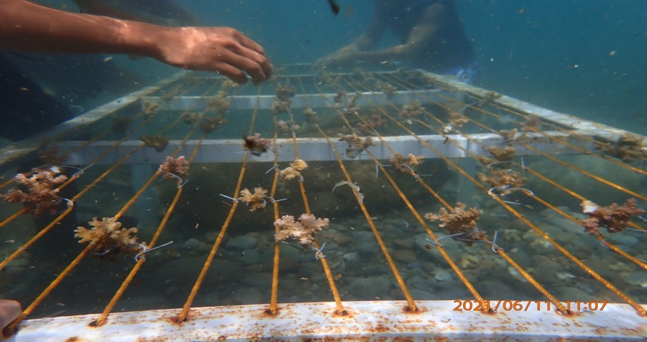 Coral restoration in Marinduque seen to improve productivity of marine resources image
