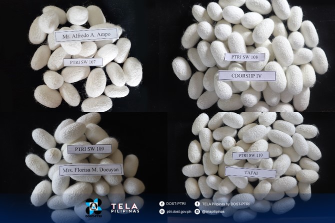 DOST-PTRI develops 4 new silkworm hybrids, partners with silk hubs in Mindanao image