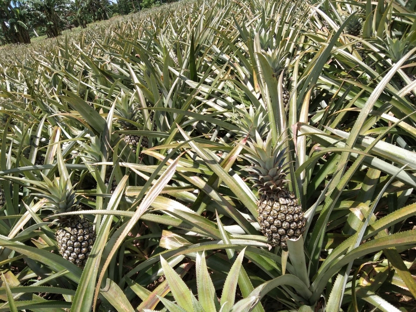 R&D project on queen pineapple in CamNorte pushed image