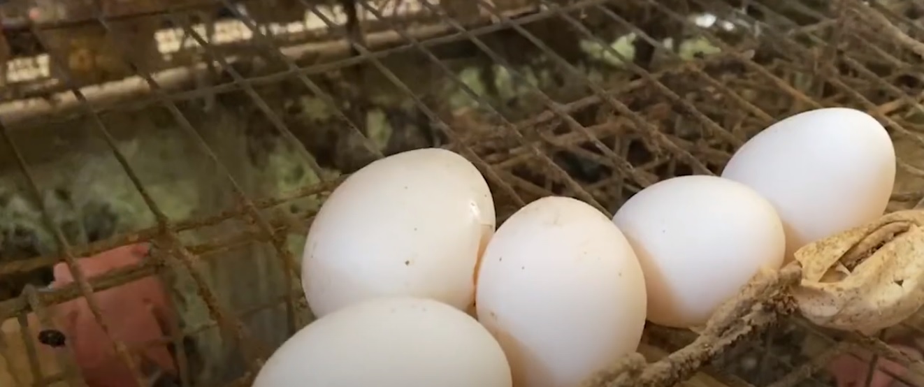 Batangas’ egg production industry gets major boosts from DOST-funded study image