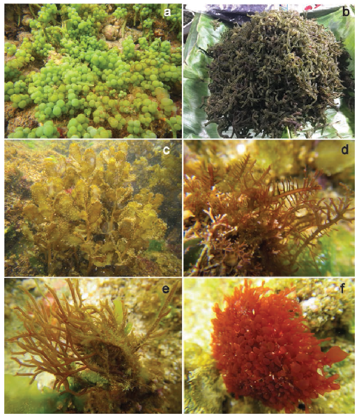 Latest study shows a new look on traditional medicinal seaweed use in Ilocos Norte image